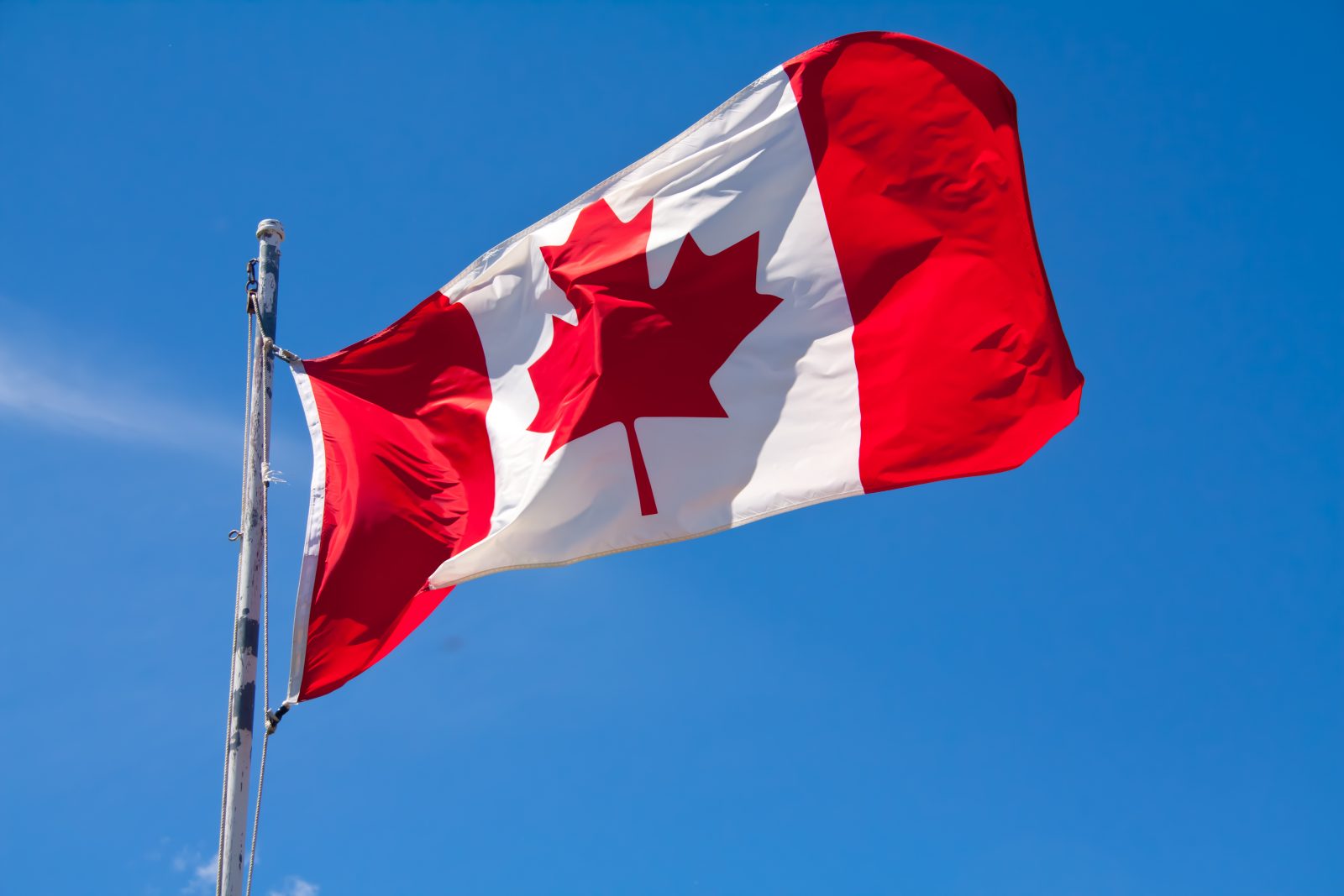 Le drapeau canadien actuel, l'Unifolié, célèbre ses 50 ans