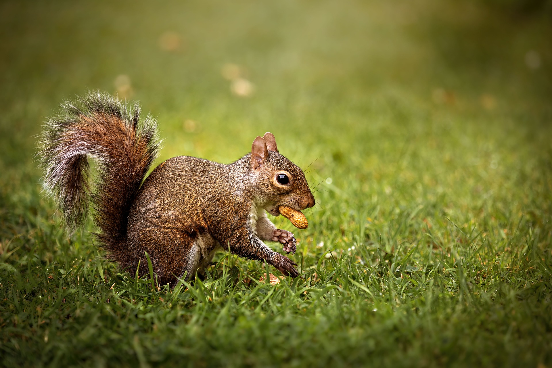 Quels sont les aliments toxiques pour l'écureuil à ne surtout pas lui  donner ?