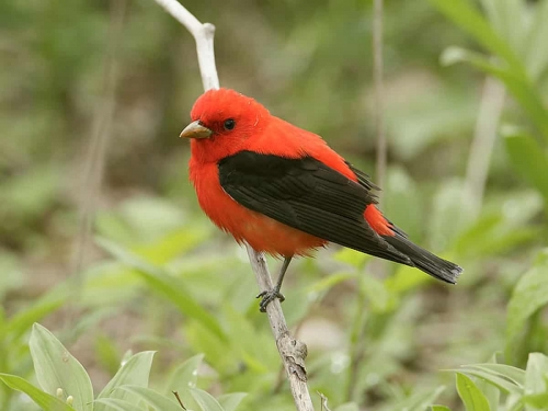 Le Journal Saint Fran ois Trois oiseaux d couvrir dans le sud