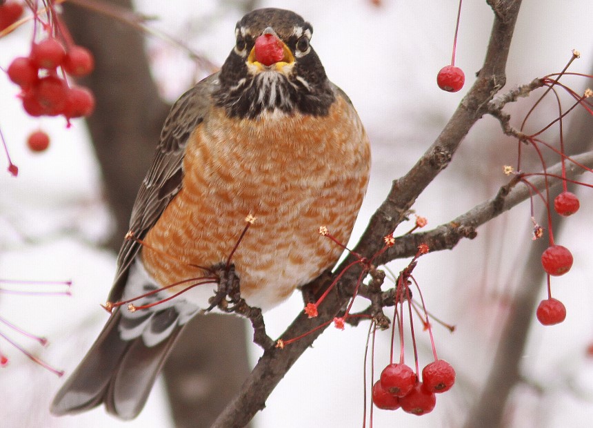 Profiter de l'hiver pour l'observation des oiseaux en Saskatchewan
